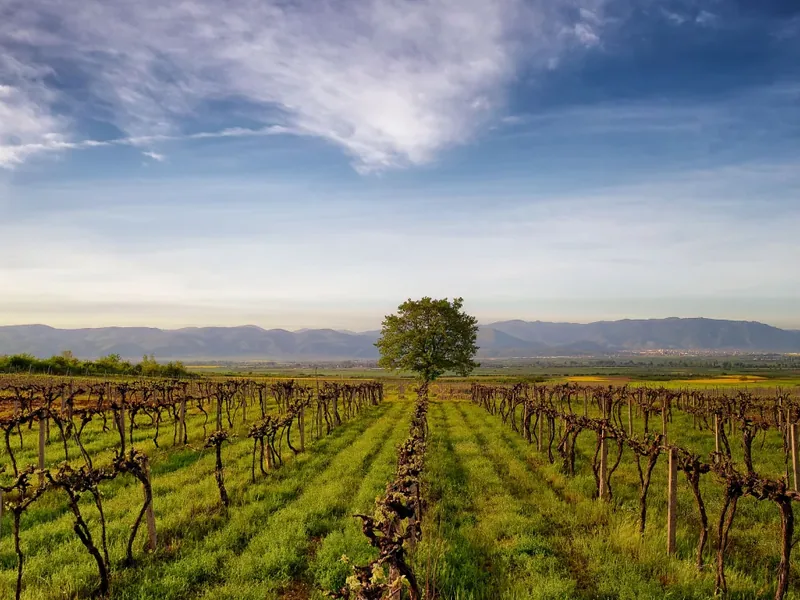 Rows of vines in spring, a lone tree in the middle, mountains on the horizon